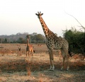 Giraffe ostland.jpg